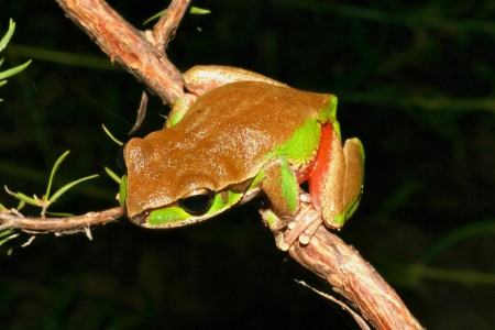 Blue Mountains Tree Frog Litoria citropa Blue Mountains National Park, New South Wales, Australia